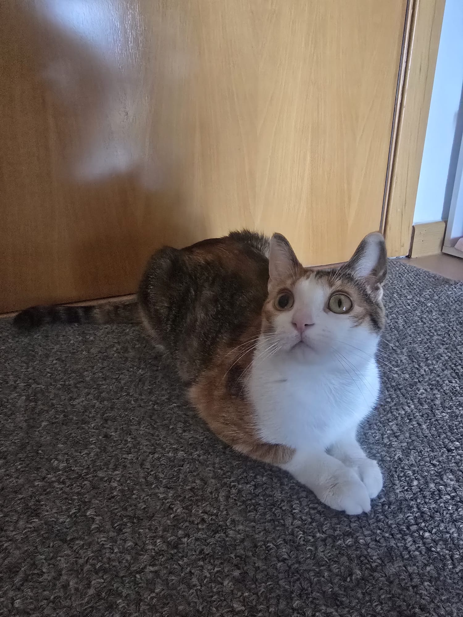 Suki curiosa